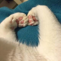 kon-joined-cm-eyecatch