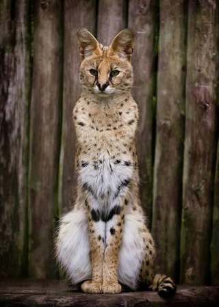 serval-cat